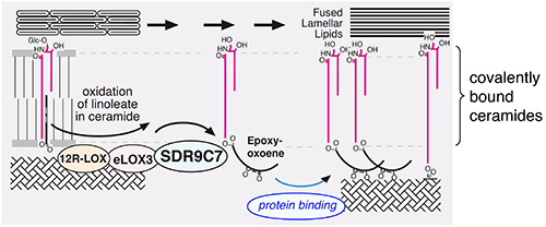 Diagram showing the process by which SDR9C7 oxidizes a ceramide to help create the water permeability barrier. There is a ceramide (pre-oxidation) on the left with 2 curved arrows indicating that SDR9C7, along with cofactors 12R-LOX and eLOX3, oxidizes the ceramide, creating an epoxyoxoene end to the ceramide. A curved arrow under that shows that that epoxyoxoene undergoes binding to a protein matrix. At the right, we see the final product: ceramics covalently bound to a protein matrix at the bottom and to fused lamellar lipids at the top.