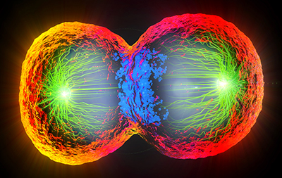 Colorful 3D illustration of a cell undergoing cell division. The outside of the progeny cells is bright orange/red. Green filaments spread out from each pole toward the center. The cell is getting pinched around the center; the area between the cells is blue. The background is black.