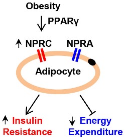 A schematic showing NPRC signaling on a fat cell in obesity. Obesity leads to increased NPRC activity (shown in red) via a PPARγ-mediated mechanism. The altered ratio of NPRC and NPRA (shown in blue, another NP receptor) leads to physiological consequences including increased insulin resistance and reduced energy expenditure.