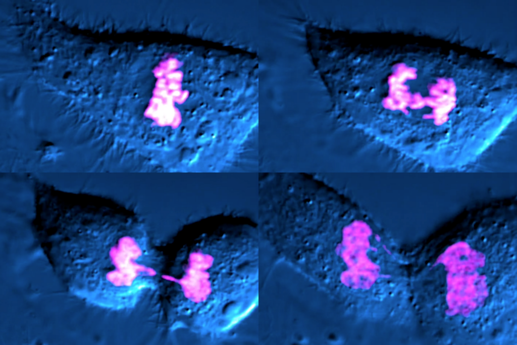Four stills of a video showing a cell dividing into two. The cells are blue and the chromosomes are magenta.