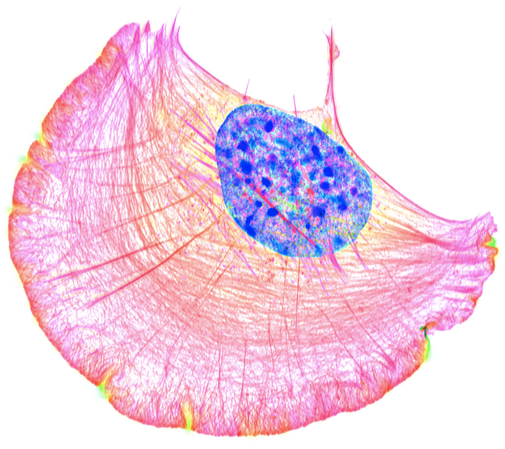 A colorful image of a cell on a white background. You can see networks of structural proteins in reds and oranges. The nucleus is blue.