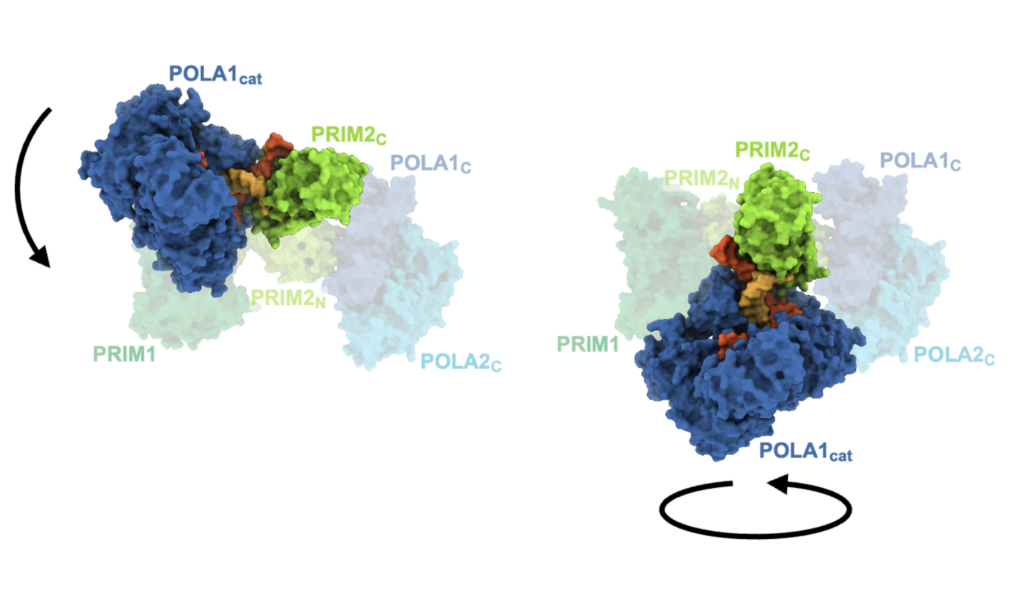 Cryo-EM structures of polα–primase reveal a remarkable range of motion between two sub-complexes.