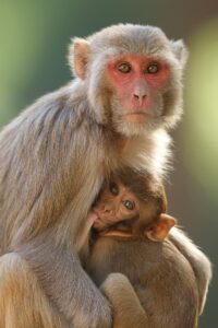 Close-up of a rhesus macaque mother and child.