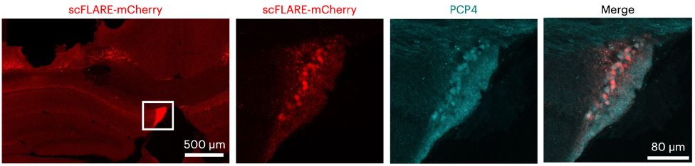 Four fluorescence microscopy panels showing the location of the FC on a mouse brain section and the overlap between cells that express a protein called PCP4 and cells that are active during epileptic seizures. The slides are stained red and cyan.