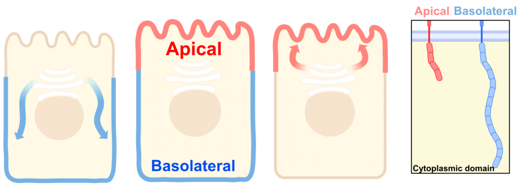 Graphic showing 3 epithelial cells with a blue basolateral (bottom and sides) portion and a red apical (top) portion. A panel at the far right shows that short cytoplasmic tails get sorted to the apical side and long tails get sorted to the basolateral sides.