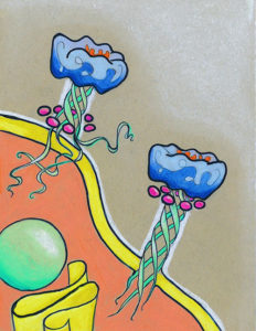 Two pore-forming toxins on a cell membrane. They consist of 4 tails that make an alpha helix (green) and a head (blue). Small pink spheres go around the green tails. The first toxin has three tails inserted in the cell membrane; the tails are all disordered. The second one has the tails arranged as a transmembrane helix; the tails are very ordered. Two shapes in the cell’s cytosol - a yellow fold and a green sphere - represent other organelles. Pastel on brown paper.