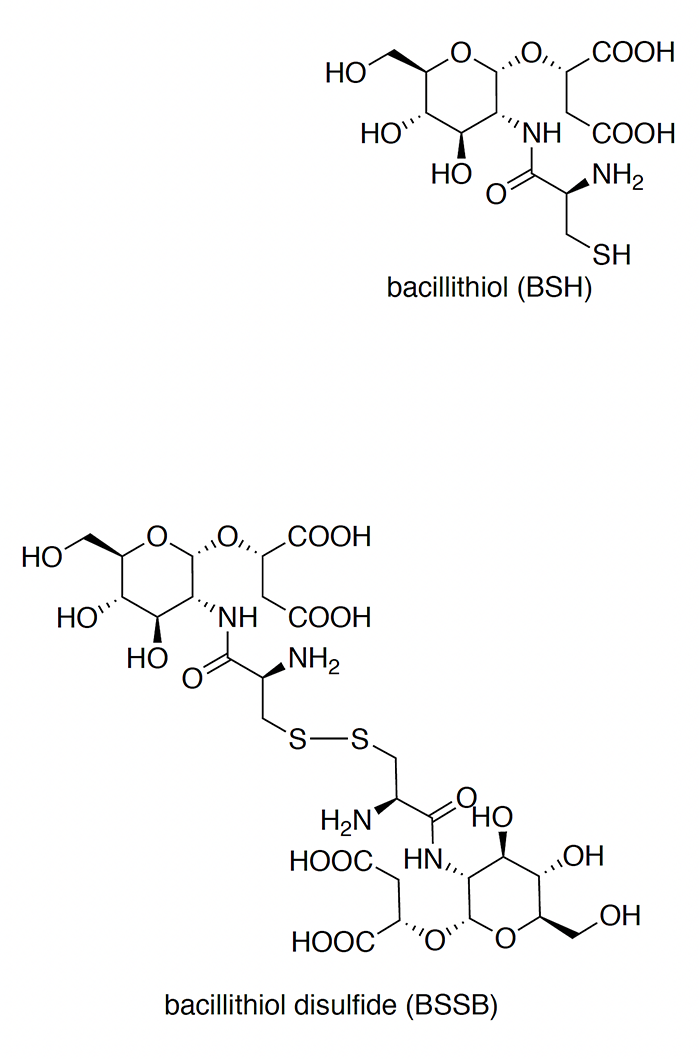 Chemical structures of bacillithiol and bacil-lithiol disulfide.