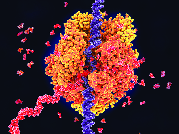 3D rendering of an RNA polymerase transcribing DNA. The polymerase is orange and looks vaguely like a hand holding a purple, double-stranded DNA within it. Tiny red molecules are floating about, and they represent RNA nucleotides that are coming together and forming a single-stranded RNA that's coming out of the polymerase.