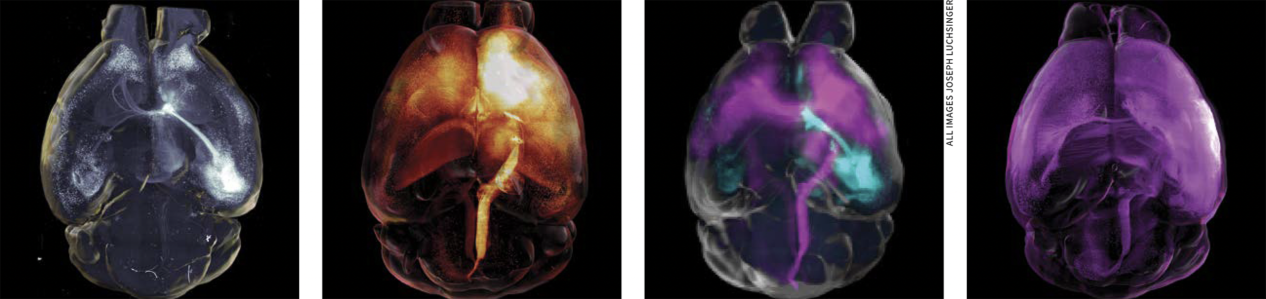 Four images of mouse brains that have been made transparent and that each glow with different colors and in different patters depending on what protein is labeled on each one. From left to right, the brains have silver, orange, purple/cyan, and purple coloring.