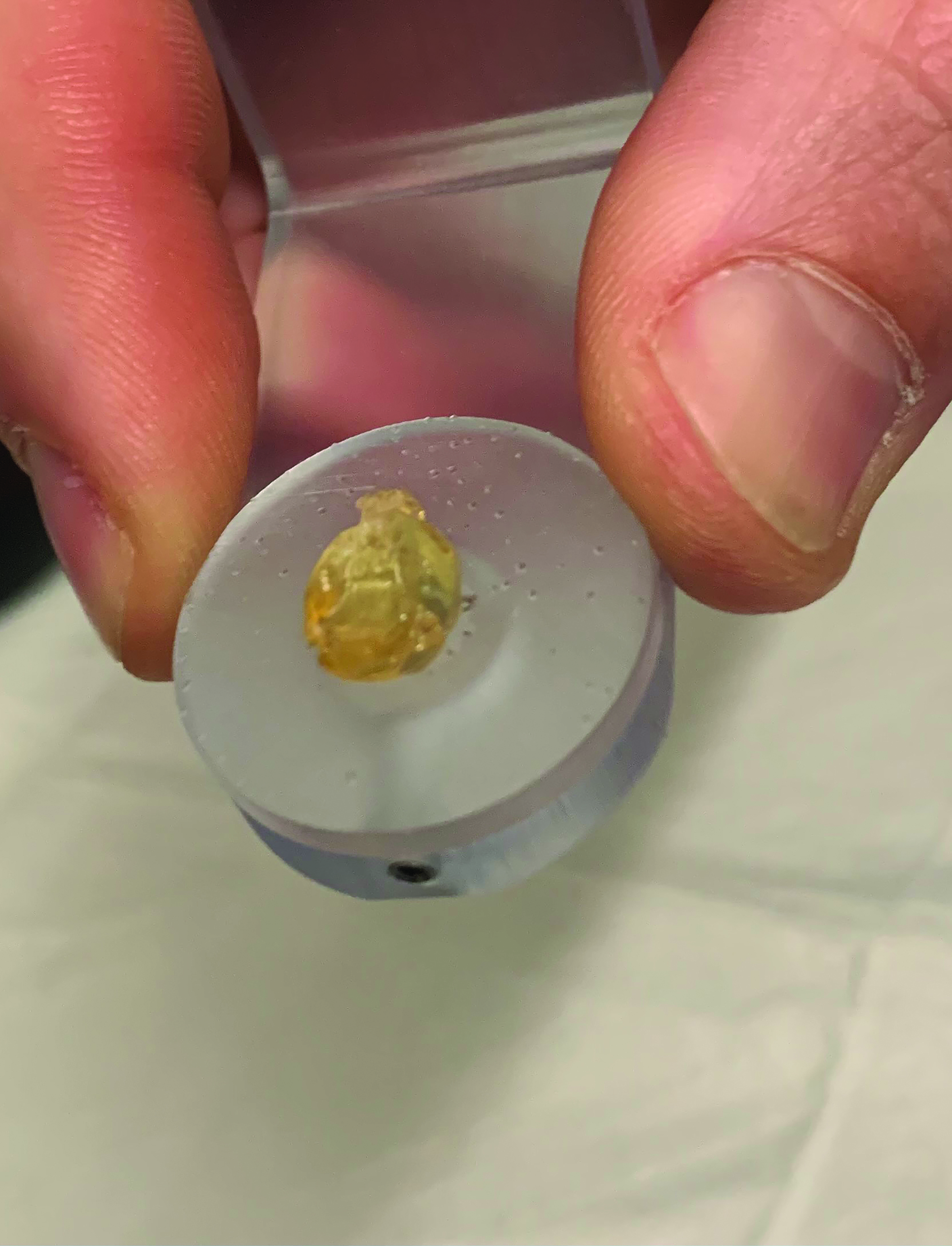A cleared mouse brain (it looks transparent and yellow) is secured to a sample holder in preparation for imaging. It's being held between a forefinger and a thumb.