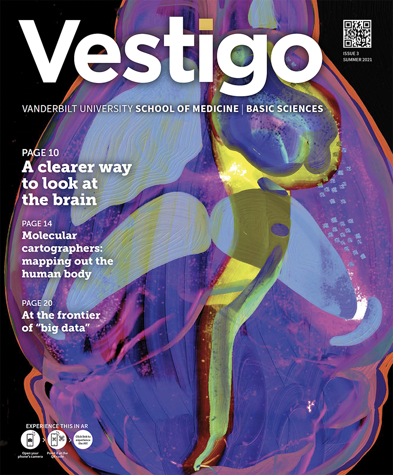 Cover for issue 3 of the magazine. The text says: Vestigo/VANDERBILT UNIVERSITY SCHOOL OF MEDICINE | BASIC SCIENCES/PAGE 10 A clearer way to look at the brain/PAGE 14 Molecular cartographers: mapping out the human body/PAGE 20 At the frontier of “big data"." There's a QR on the top right corner with text underneath that says "Issue 3/Summer 2021." Instructions for how to use the QR code are on the bottom left. The cover itself is an artistic interpretation of a two-dimensional brain representation generated by José Maldonado through whole-brain imaging conducted in the new Vanderbilt Neurovisualization Lab at Vanderbilt University. Artist: Kendra H. Oliver. The outline is bright orange with a blue and purple interior. Teal lobes and dots mimic the structures that can be seen in the true-life image. A bright, lime green streak outlines a form on the right side of the brain, mirroring the region that is illuminated thanks to viral transfection.