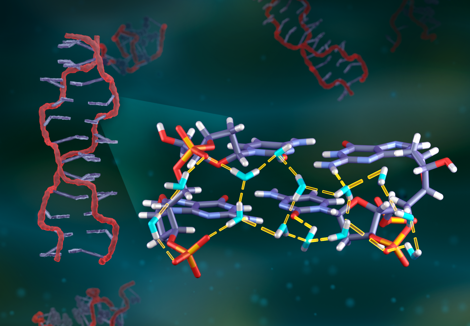 On a dark green background, several short pieces of DNA “float” around. One is vertical on the left side of the image, and a zoomed-in portion is seen horizonally on the right. The DNA on its side has more details (it’s a stick model) and shows water molecules (also stick models) surrounding the DNA. Hydrogen bonds between the water and the DNA are visualized as yellow dashes.