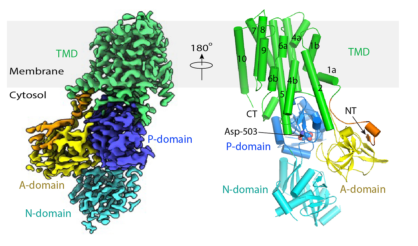 Two diagrams/structures of Neo1. The top part of both diagrams sits on a gray banner that says “membrane.” The rest of the proteins sit on the bottom (white) portion labeled “cytosol.” Left: a space-filling rendering of the protein. Right: a ribbon cartoon of Neo1 with the different alpha helices labeled 1-10 (including 1a, 1b, 4a, 4b, and 6a, 6b). A symbol between both structures says 180˚ and indicates that the protein on the right was rotated 180˚ compared to the protein on the left with respect to the y-axis. Both proteins have sections that are color coded and labeled according to the caption. The protein on the right has a cluster of red and blue spheres in the center of the P-domain; one of the spheres is labeled “Asp-503."