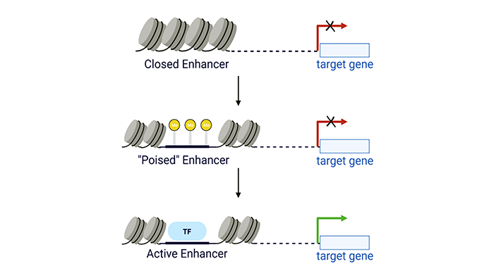A 3-part diagram showing a segment of DNA in each part. Top: a “closed enhancer,” represented by DNA tightly wrapped around nucleosomes, is to the left of a downstream, target gene that is turned off (represented by a red arrow, pointing to the right, with a small x on top). Middle: a “poised enhancer,” represented by “open” DNA flanked by nucleosomes and with yellow “popsicle” markers on the open segment, is on the left of a target gene that is turned off. Bottom: an “active enhancer,” represented by “open” DNA flanked by nucleosomes and with no popsicles (but with a shape on top that says “TF,” transcription factor, on top of the open DNA), is on the left of a target gene that is turned on (represented by a green arrow pointing to the right).