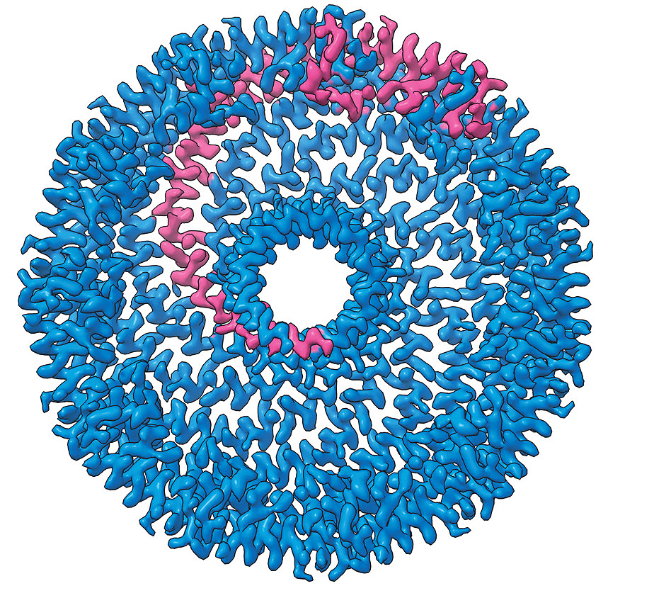 The complex is a disc-shaped structure composed of tightly packed α-helices and a cylindrical β-barrel. It looks like a blue donut with a very small hole. The complex is made up of 11 protomers or units that spiral out from the center such that the “donut” looks like it’s made out of curly ribbons. One protomer is highlighted in magenta.