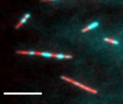 A black field showing 5 lines (microtubules, red) of different length. The microtubules are punctuated by stretches of SSNA1 (cyan) so that they look like lines of alternating red and cyan. A cyan haze surrounds a couple of the shorter lines. A scale bar is on the bottom left, but no units are provided.