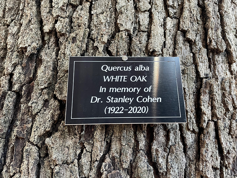 Photo of black plaque with white lettering, affixed to a oak tree dedicated to the memory of Vanderbilt Nobel laureate Stanley Cohen. 