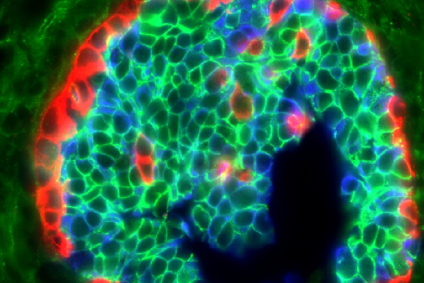 2025 Commencement Ceremony Hooding