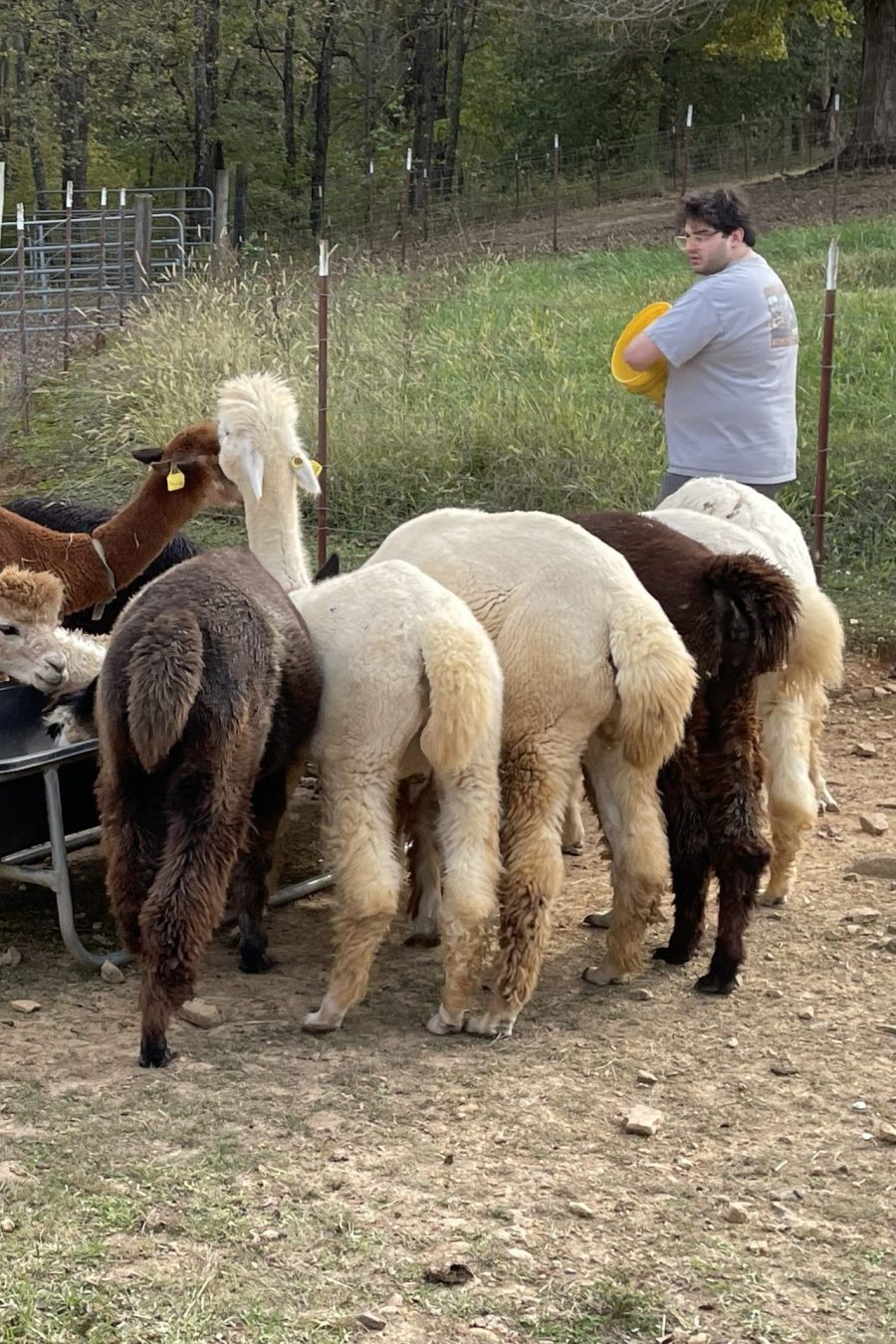 Alpaca