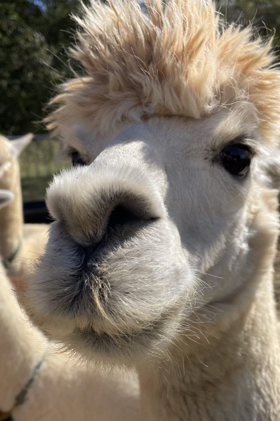 Alpaca