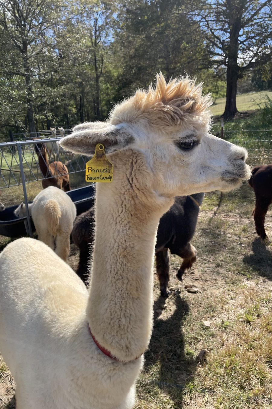 Alpaca