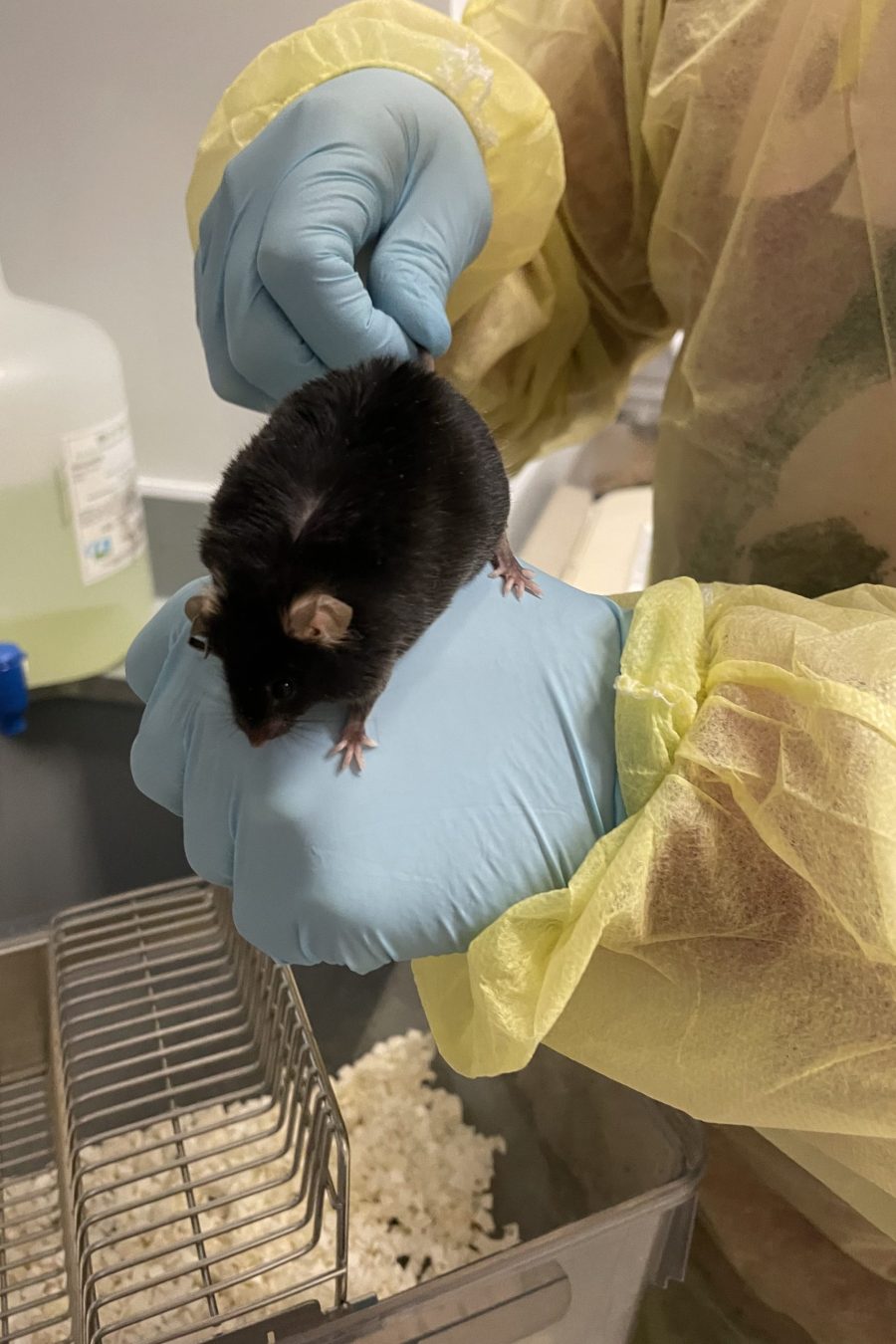 Photo Credit: Montana Young, Hamm Lab