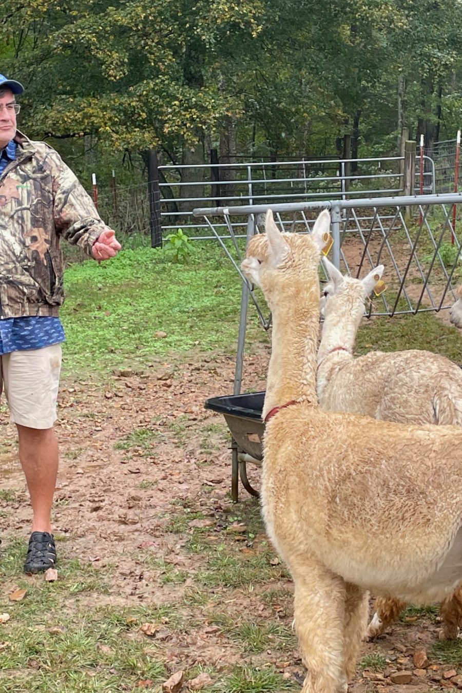 Alpaca