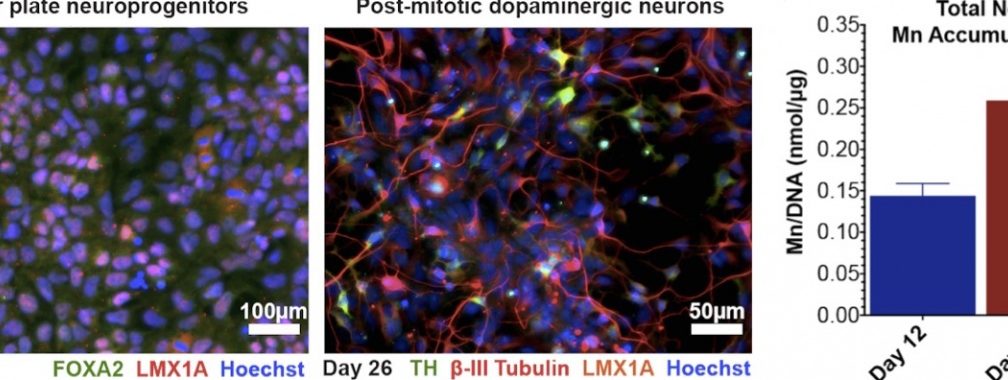 Human Neurons and Manganese Exposure